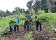 Gayo Lues, 3 Hektar Ladang Ganja Siap Panen di Musnahkan Kodam IM.  