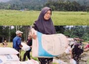 Petani Rusip Menjerit: Harga Gabah Kering Panen Padi Rendah dan Insfrastruktur Pertanian Susah