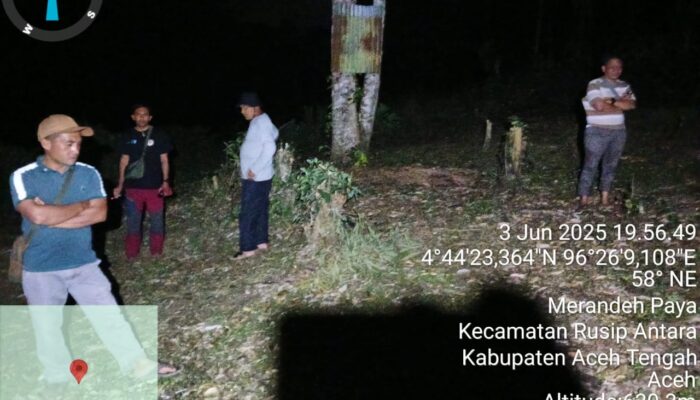 Gajah Induk dan Anaknya Tertinggal, BKSDA Aceh Tengah Lakukan Upaya Penyisiran