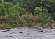 30 Ekor Gajah Mengancam, BKSDA Aceh Tengah Dinilai Lamban Bertindak