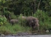Gajah Liar di Rusip Antara Akan Ditangani BKSDA Besok