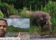 Kawanan Gajah di Rusip Antara Sudah Bertahun-Tahun Melintas: Perlu Perhatian Serius dari BKSDA dan Pemerintah