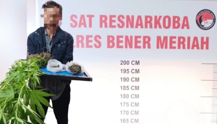 Satresnarkoba Polres Bener Meriah Tangkap Petani Pemilik Ladang Ganja di Desa Nosar Baru