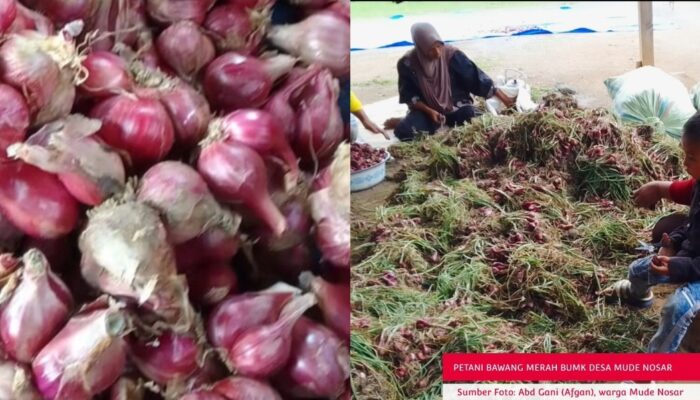 8 Ton Bawang Merah Mude Nosar Siap Dipasarkan, Pemerintah Diminta Bantu